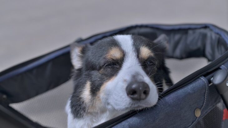 犬が『認知症』になったときに見せる症状6選　気をつけるべき行動の変化とは？(ブログ)