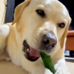 キュウリが好きすぎる大型犬→丸ごと渡した結果…思った以上に『爽快感あふれる食事の光景』に1万いいね集まる「ずっと聞いてたい」「咀嚼音最高」(ブログ)