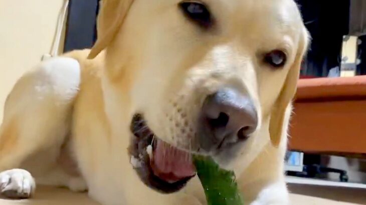キュウリが好きすぎる大型犬→丸ごと渡した結果…思った以上に『爽快感あふれる食事の光景』に1万いいね集まる「ずっと聞いてたい」「咀嚼音最高」(ブログ)