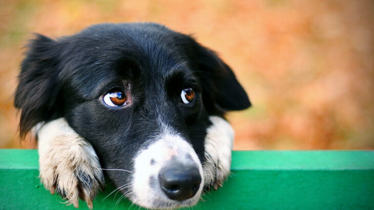 犬の反抗期はいつから？時期ごとの原因と正しい対処法を解説(ブログ)