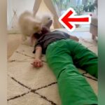 床に寝ていたら『犬の優しい行動』に感動→もう1匹も近づいてきて…真逆すぎる『まさかの展開』が20万再生「優しい」「役割分担ｗ」と反響(ブログ)