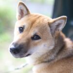 犬が飼い主に『分かってほしい』と思っていること5つ　愛犬が伝えたい本音を知って絆を深めよう(ブログ)