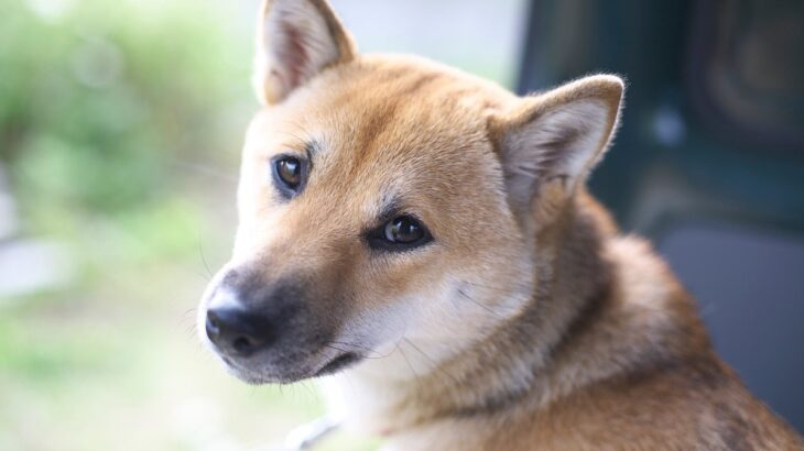 犬が飼い主に『分かってほしい』と思っていること5つ　愛犬が伝えたい本音を知って絆を深めよう(ブログ)