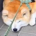 『行かないもん！』暑い日、犬が玄関先で散歩拒否をした結果…態度が豹変した『まさかの対処法』に46万再生の反響「待ってましたって感じｗ」(ブログ)
