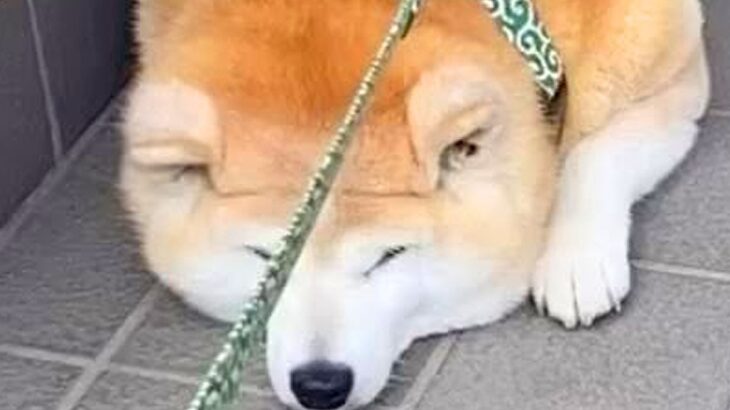 『行かないもん！』暑い日、犬が玄関先で散歩拒否をした結果…態度が豹変した『まさかの対処法』に46万再生の反響「待ってましたって感じｗ」(ブログ)