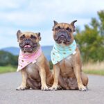 犬のオスメスで異なる『性格の違い』とは？性別ごとで変えるべき対応の仕方まで解説(ブログ)