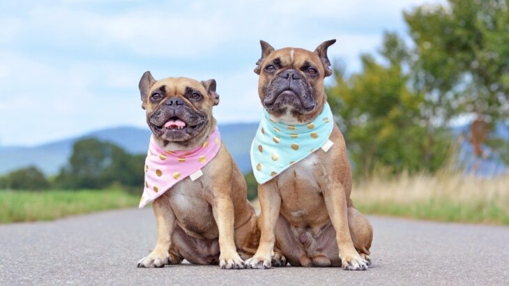 犬のオスメスで異なる『性格の違い』とは？性別ごとで変えるべき対応の仕方まで解説(ブログ)