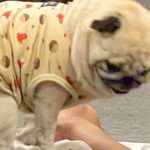 帰宅したお父さんを出迎える犬→なぜかお腹の上で…想定外な『クセが強すぎる歓迎の方法』に2万いいね「子どもと一緒ｗ」「グエッてなる」と爆笑(ブログ)