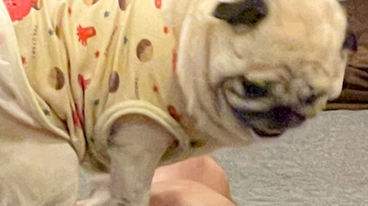 帰宅したお父さんを出迎える犬→なぜかお腹の上で…想定外な『クセが強すぎる歓迎の方法』に2万いいね「子どもと一緒ｗ」「グエッてなる」と爆笑(ブログ)