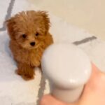 赤ちゃん犬が初めて『スプレーの水』をみた結果…想定外だった『可愛いが大渋滞している反応』に581万再生の反響「天使」「何回でも見れる」(ブログ)
