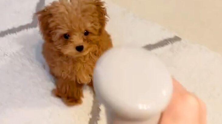 赤ちゃん犬が初めて『スプレーの水』をみた結果…想定外だった『可愛いが大渋滞している反応』に581万再生の反響「天使」「何回でも見れる」(ブログ)