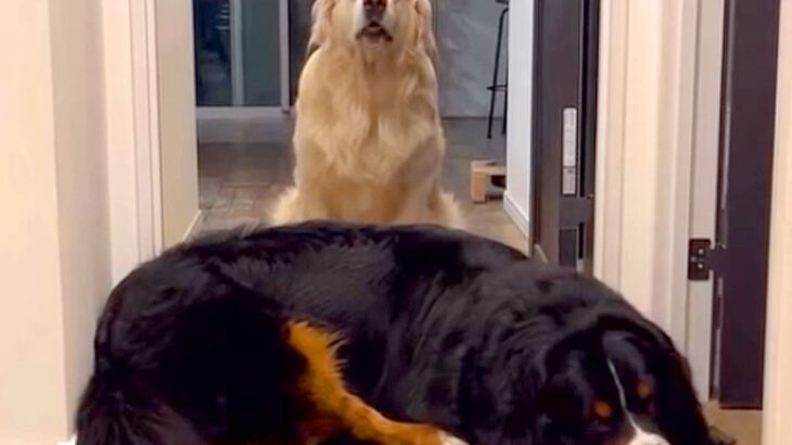 廊下で眠る大型犬→同居犬が『通れない』と文句を言い始めて…想定外な『まさかの結末』が47万再生「どっちも最高に可愛い」と絶賛の声も(ブログ)