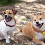 犬に与えてあげたい『良い刺激』4つ　高齢犬にも効果的？愛犬の生活を豊かにする秘訣とは(ブログ)