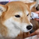 犬が『強がっている』ときにみせるサイン5選　愛犬はどんなときに無理をしてしまうの？(ブログ)