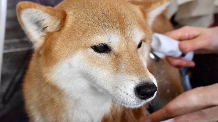 犬が『強がっている』ときにみせるサイン5選　愛犬はどんなときに無理をしてしまうの？(ブログ)