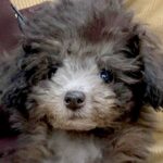 『真っ黒な子犬を飼った』と思っていたら…もはや別の犬レベルな『成長後の激変ぶり』が22万再生「昔も今もめちゃんこ可愛い」「男前」と反響(ブログ)