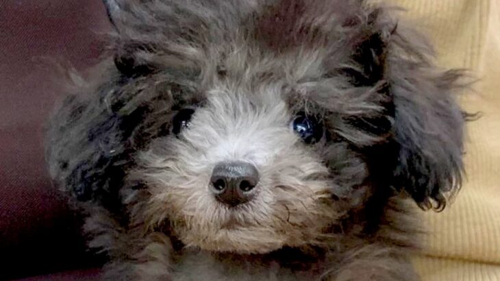 『真っ黒な子犬を飼った』と思っていたら…もはや別の犬レベルな『成長後の激変ぶり』が22万再生「昔も今もめちゃんこ可愛い」「男前」と反響(ブログ)