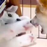 『やんちゃ過ぎる子犬のハスキー』が成長→おとなしくクールになると思ったら…まさかの『現在の光景』が44万再生「変わってなくて草」と爆笑(ブログ)