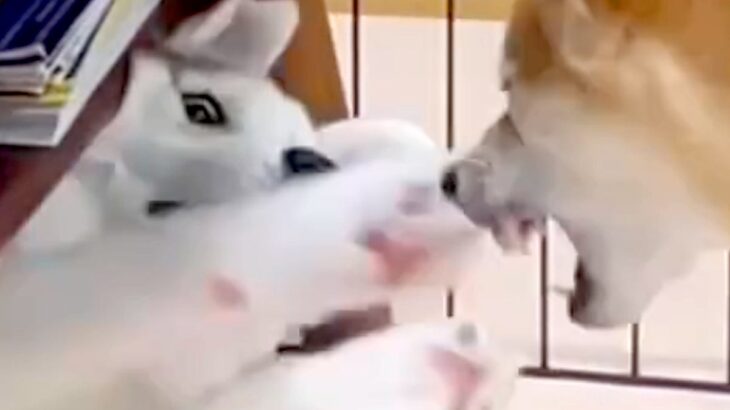 『やんちゃ過ぎる子犬のハスキー』が成長→おとなしくクールになると思ったら…まさかの『現在の光景』が44万再生「変わってなくて草」と爆笑(ブログ)