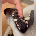 仰向けで口を開けている犬→指を突っ込んでみた結果…まさかの『ワニワニパニックみたいな光景』が20万再生「イヌイヌパニックｗ」「にやけた」(ブログ)