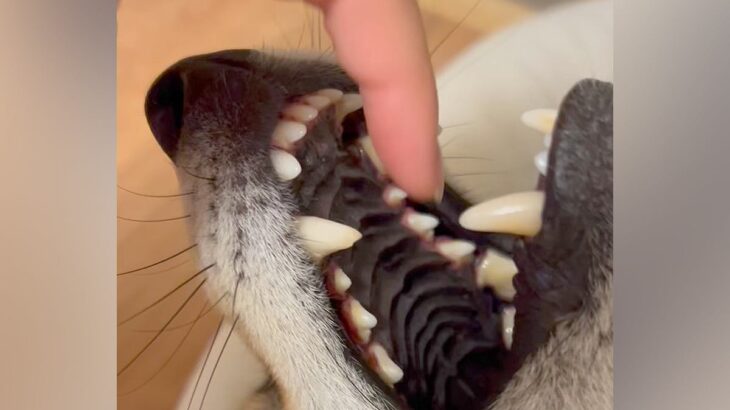 仰向けで口を開けている犬→指を突っ込んでみた結果…まさかの『ワニワニパニックみたいな光景』が20万再生「イヌイヌパニックｗ」「にやけた」(ブログ)