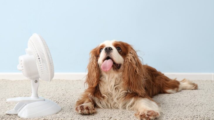 犬に絶対NGな『冷房の使い方』4選　間違った使用方法で逆効果となることも(ブログ)