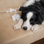 犬が『叱られた』ときにみせる態度4つ　注意されたことを理解している？適切な叱り方まで(ブログ)