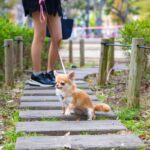 犬が『ピタっと』止まって動かないときの心理４つ　固まってしまう理由や対処法をご紹介(ブログ)