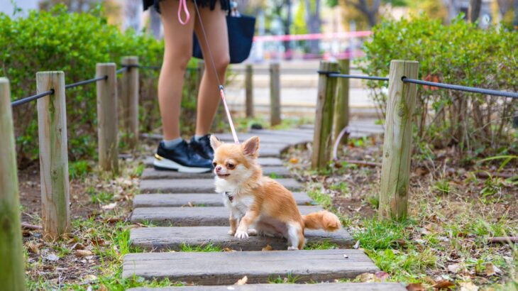 犬が『ピタっと』止まって動かないときの心理４つ　固まってしまう理由や対処法をご紹介(ブログ)