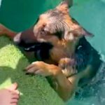 プールで泳げず『警察犬なのにどんくさい』と言われたワンコ→諦めずに特訓した結果…感動的な『まさかの結末』が5万再生「素晴らしい」と反響(ブログ)