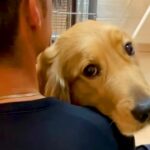 パパにべったりくっつく大型犬→でもママの前では…あまりにも露骨すぎる『態度の違い』が94万再生「彼女感すごい」「恋してる目」と反響(ブログ)