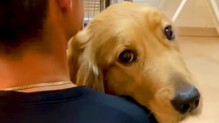 パパにべったりくっつく大型犬→でもママの前では…あまりにも露骨すぎる『態度の違い』が94万再生「彼女感すごい」「恋してる目」と反響(ブログ)
