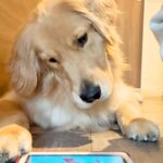 タブレットで遊べる猫用ゲームを『大型犬にやらせてみた』結果…一生懸命に楽しむ光景が愛おしいと90万再生「無双モードｗ」「おてて最高」(ブログ)