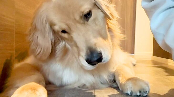 タブレットで遊べる猫用ゲームを『大型犬にやらせてみた』結果…一生懸命に楽しむ光景が愛おしいと90万再生「無双モードｗ」「おてて最高」(ブログ)