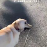 『すっげぇ顔ｗｗ』大型犬を散歩に連れていった結果→思っているのと違いすぎる『衝撃の光景』が39万再生「必死ｗ」「横目で見てて草」と爆笑(ブログ)