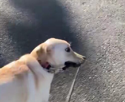 『すっげぇ顔ｗｗ』大型犬を散歩に連れていった結果→思っているのと違いすぎる『衝撃の光景』が39万再生「必死ｗ」「横目で見てて草」と爆笑(ブログ)