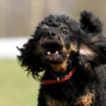 犬が人に喋りかけてくる心理4選　愛犬が一生懸命鳴いているときにすべき飼い主さんの対応とは？(ブログ)