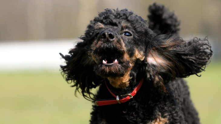 犬が人に喋りかけてくる心理4選　愛犬が一生懸命鳴いているときにすべき飼い主さんの対応とは？(ブログ)