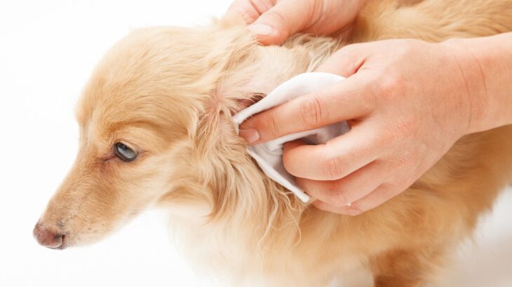 犬が『耳掃除を拒否する』4つの心理　嫌がってしまう原因からお手入れの注意点まで(ブログ)