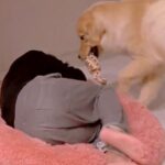 大型犬が大好きな『お気に入りのクッション』に乗ったらどうするか検証→まさかの『パパとママでの態度の違い』が283万再生「可愛すぎｗ」(ブログ)