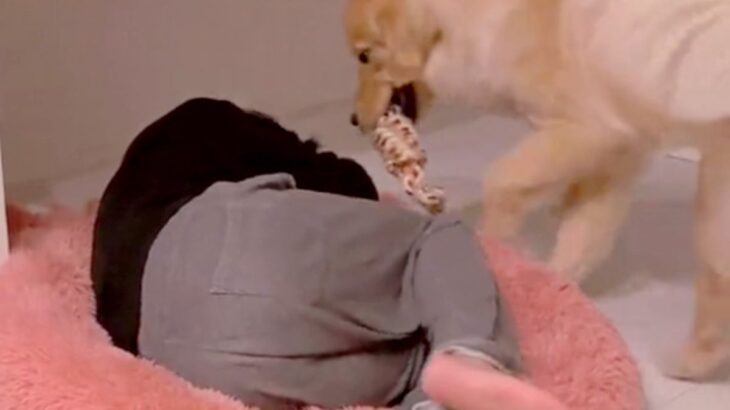 大型犬が大好きな『お気に入りのクッション』に乗ったらどうするか検証→まさかの『パパとママでの態度の違い』が283万再生「可愛すぎｗ」(ブログ)