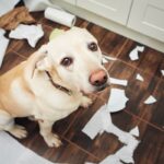 犬がストレスを感じているときにみせるサイン6選　精神的苦痛を与えてしまう状況とは？(ブログ)
