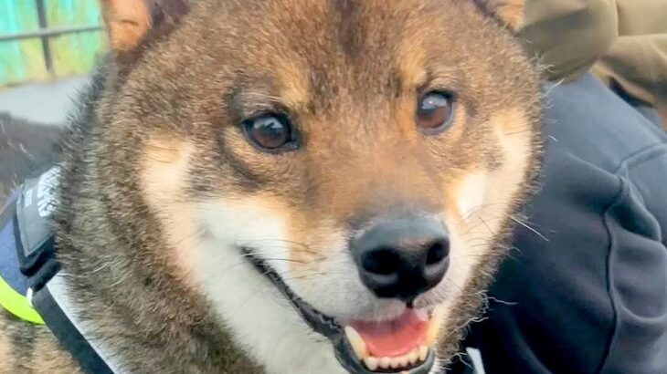 ゴキゲンで散歩している犬→突然大雨が降ってきて…次の瞬間に見せた『まさかの表情』が可愛すぎると７万再生「必死なの分かる」「お耳がｗ」(ブログ)