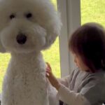 男の子に『大型犬の背中にはチャックがあるんだよ』と言った結果…まさかの『尊すぎる光景』が14万再生　一生懸命に探す様子に思わずほっこり(ブログ)