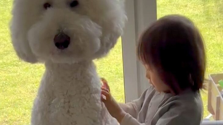 男の子に『大型犬の背中にはチャックがあるんだよ』と言った結果…まさかの『尊すぎる光景』が14万再生　一生懸命に探す様子に思わずほっこり(ブログ)