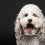 犬がびっくりしたときにみせるサイン5選　驚かさないようにするためにすべき配慮とは？(ブログ)
