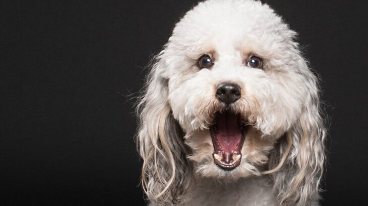 犬がびっくりしたときにみせるサイン5選　驚かさないようにするためにすべき配慮とは？(ブログ)