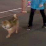 夜道を散歩する犬→他人のフリをして通り過ぎるドッキリを決行した結果…まさかの『可愛すぎる反応』に悶絶「お顔がたまらん」と5万再生(ブログ)