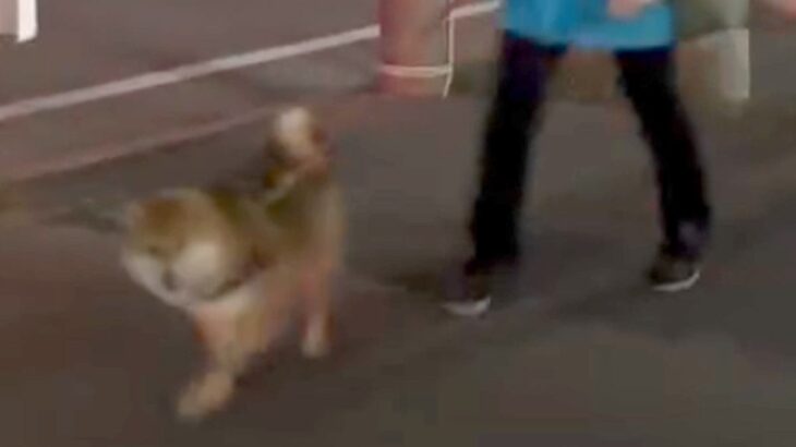夜道を散歩する犬→他人のフリをして通り過ぎるドッキリを決行した結果…まさかの『可愛すぎる反応』に悶絶「お顔がたまらん」と5万再生(ブログ)