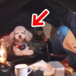 お父さんとキャンプに出かけた犬→普段は温厚なのに…突然ブチギレた『まさかの瞬間』が272万再生「勇敢な姿に感動」「頼もしい相棒」と絶賛(ブログ)